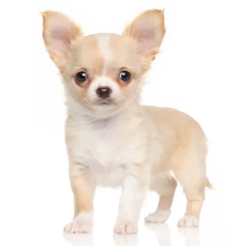 What Is The Personality Of A Chihuahua?