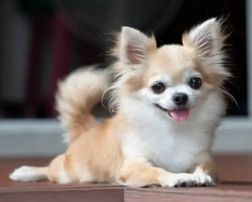Can Chihuahua Be Trained To Do Scent Work?