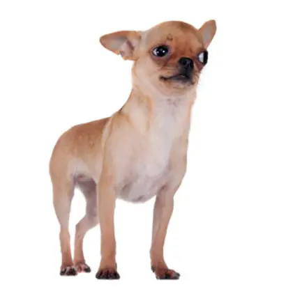 Can Chihuahuas Be Trained For Search And Rescue Work?