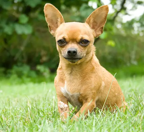 Hodowla Chihuahua